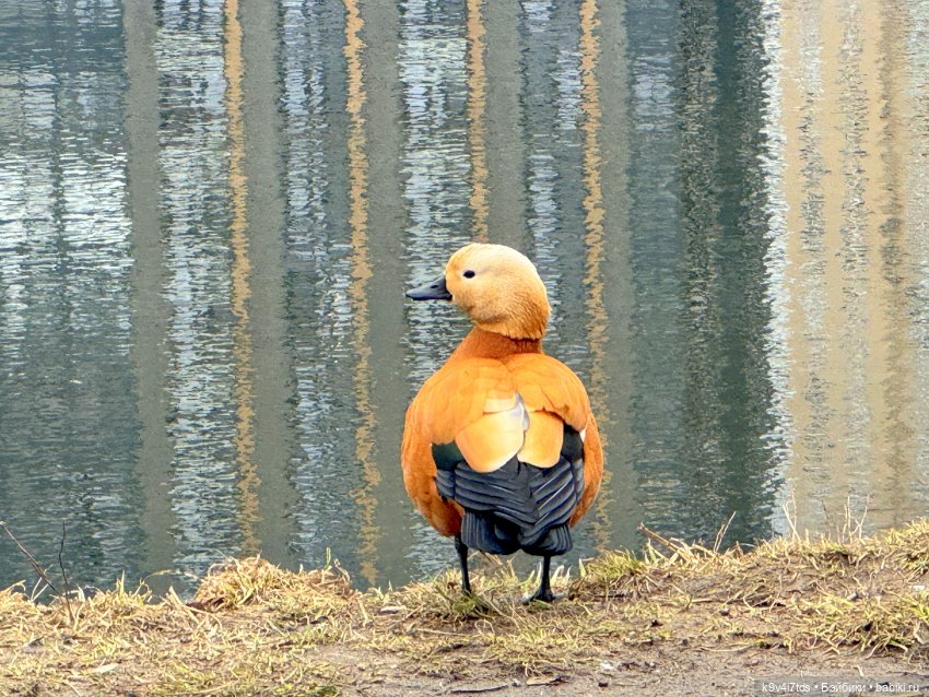 Агуша в Москве | Бэйбики Агуша в Москве — Куклы Latidoll (Лати): BJD (БЖД) (фото 8)