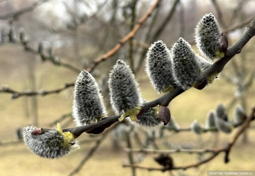 Агуша в Москве | Бэйбики Агуша в Москве — Куклы Latidoll (Лати): BJD (БЖД) (фото 3)