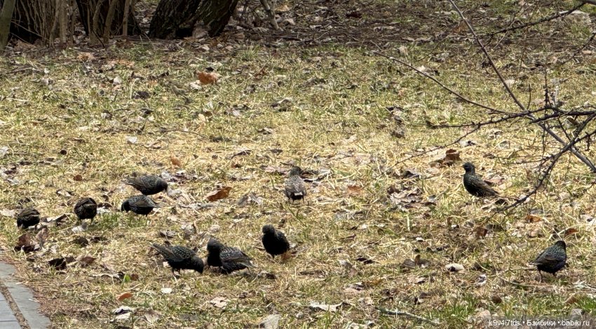 Агуша в Москве | Бэйбики Агуша в Москве — Куклы Latidoll (Лати): BJD (БЖД)