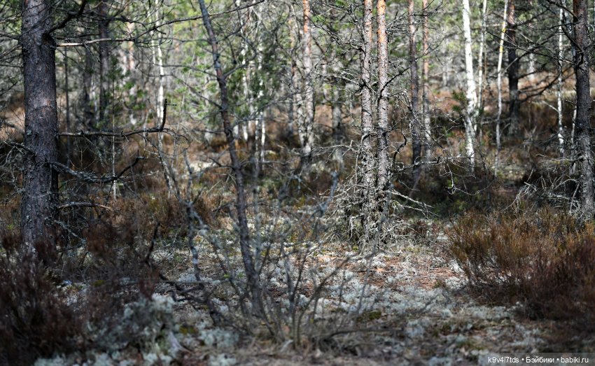 Путешествие Алеси в "Оршинский Лес" (фото 4)