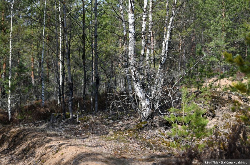Путешествие Алеси в "Оршинский Лес" (фото 10)