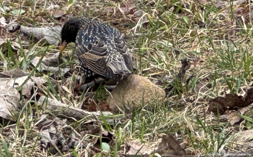 Ага снова в Москве — Куклы Latidoll (Лати): BJD (БЖД)