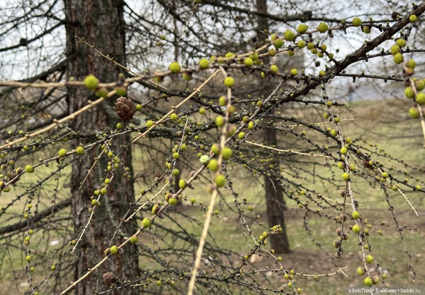 Ага снова в Москве — Куклы Latidoll (Лати): BJD (БЖД)