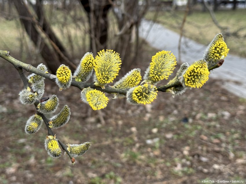 Ага снова в Москве — Куклы Latidoll (Лати): BJD (БЖД)