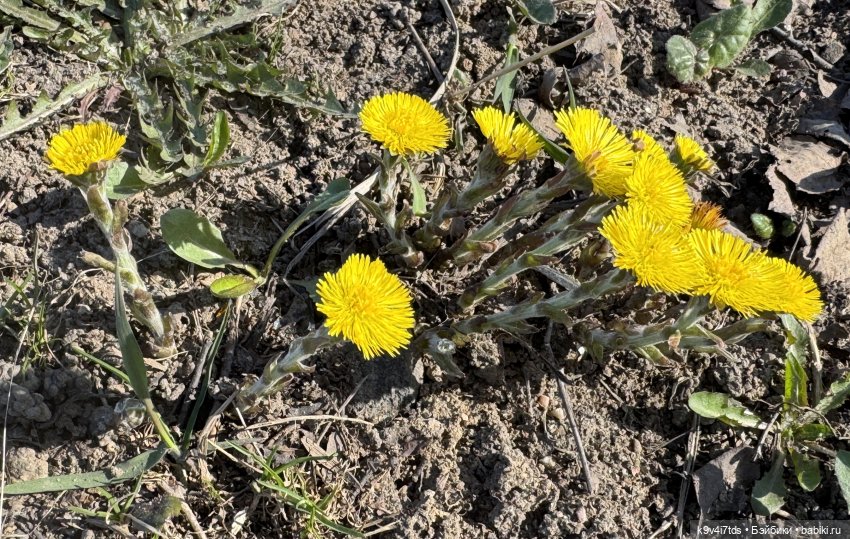 Апрельская Тверь и Агуша | Бэйбики Апрельская Тверь и Агуша — Куклы Latidoll (Лати): BJD (БЖД) (фото 2)