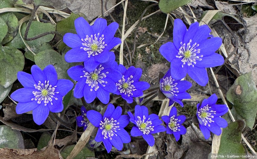 Апрельская Тверь и Агуша | Бэйбики Апрельская Тверь и Агуша — Куклы Latidoll (Лати): BJD (БЖД)