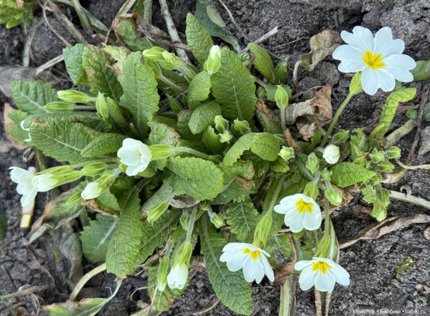 Апрельская Тверь и Агуша | Бэйбики Апрельская Тверь и Агуша — Куклы Latidoll (Лати): BJD (БЖД) (фото 5)