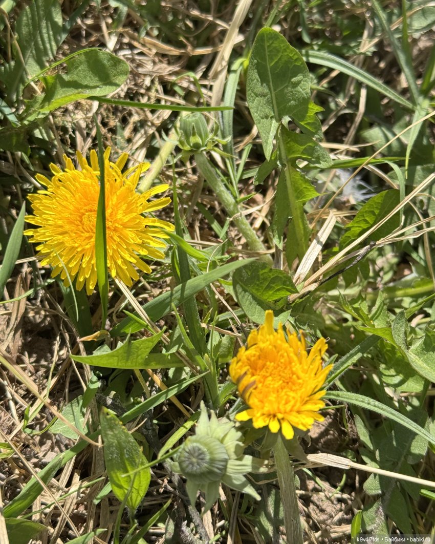 Апрельская Тверь и Агуша | Бэйбики Апрельская Тверь и Агуша — Куклы Latidoll (Лати): BJD (БЖД) (фото 3)