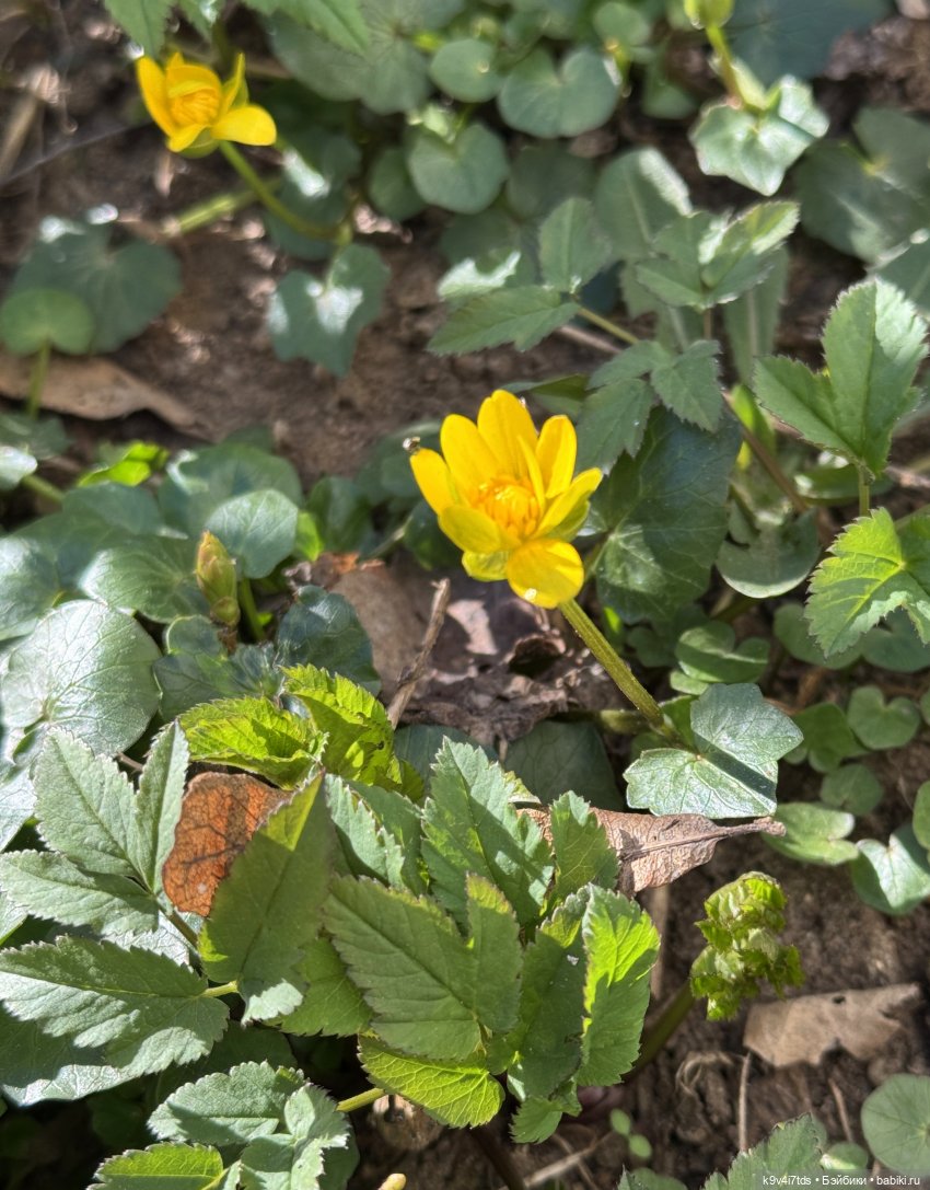 Апрельская Тверь и Агуша | Бэйбики Апрельская Тверь и Агуша — Куклы Latidoll (Лати): BJD (БЖД) (фото 4)