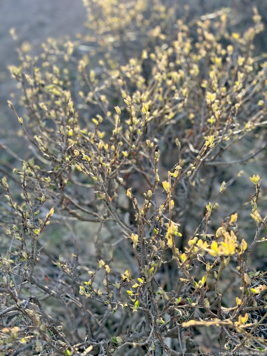 Апрельская Тверь и Агуша | Бэйбики Апрельская Тверь и Агуша — Куклы Latidoll (Лати): BJD (БЖД)