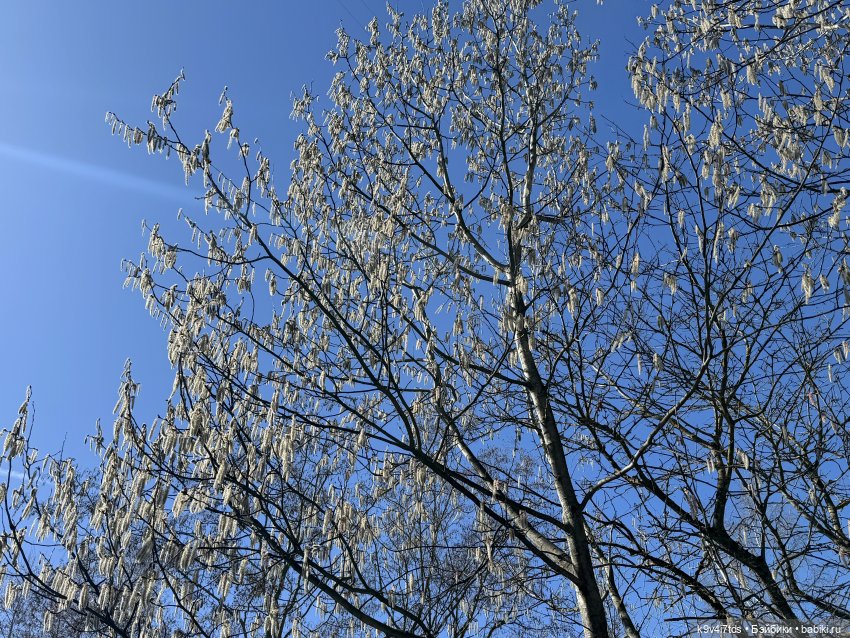 Апрельская Тверь и Агуша | Бэйбики Апрельская Тверь и Агуша — Куклы Latidoll (Лати): BJD (БЖД) (фото 9)