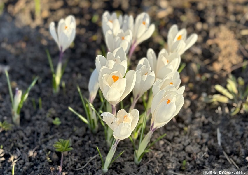 Апрельская Тверь и Агуша | Бэйбики Апрельская Тверь и Агуша — Куклы Latidoll (Лати): BJD (БЖД)