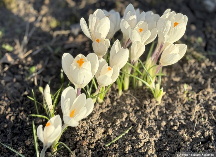 Апрельская Тверь и Агуша | Бэйбики Апрельская Тверь и Агуша — Куклы Latidoll (Лати): BJD (БЖД)