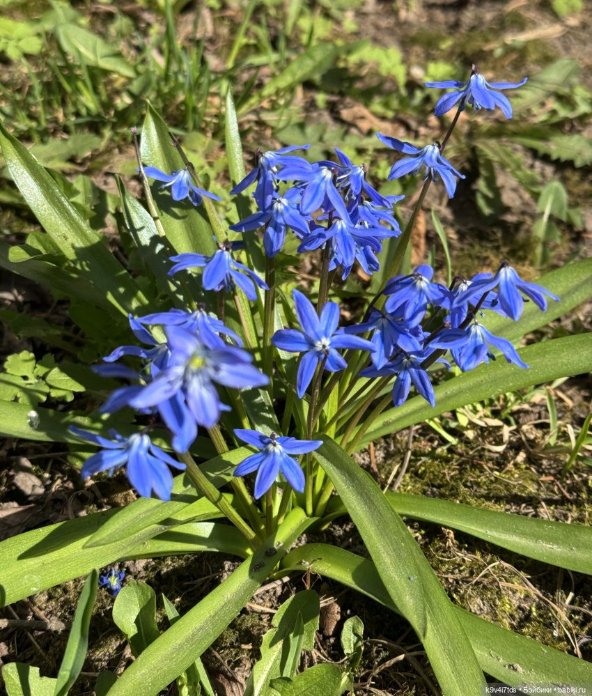 Апрельская Тверь и Агуша | Бэйбики Апрельская Тверь и Агуша — Куклы Latidoll (Лати): BJD (БЖД) (фото 6)