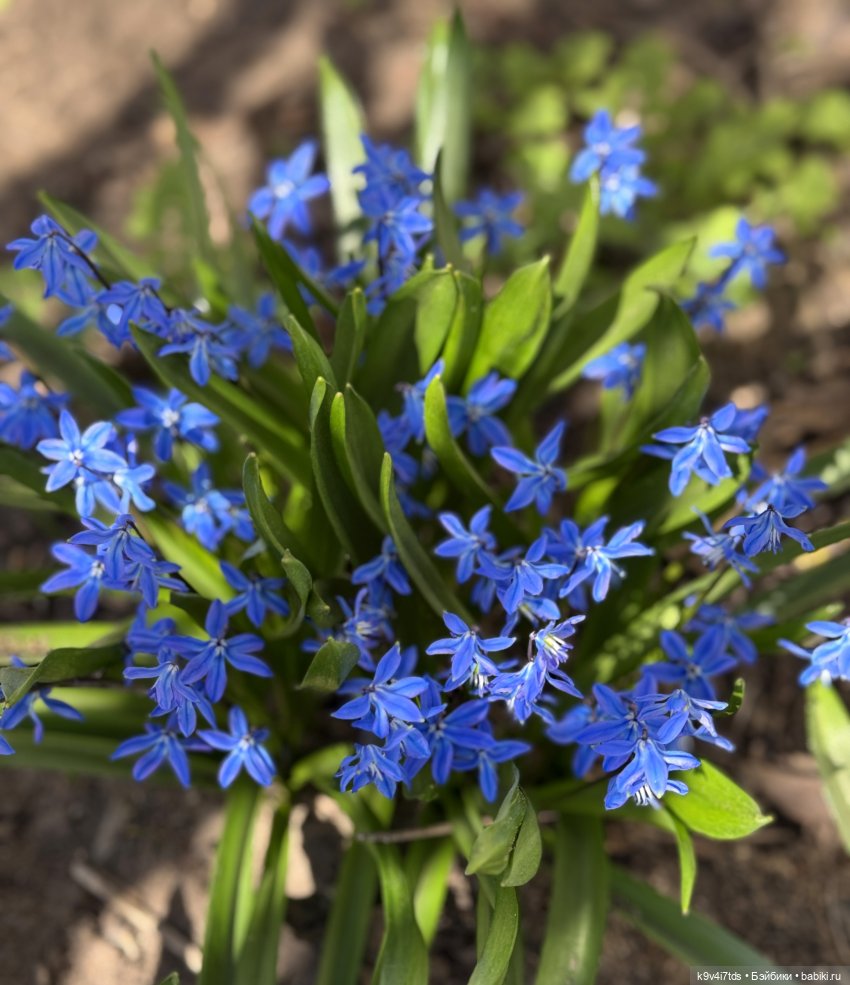 Апрельская Тверь и Агуша | Бэйбики Апрельская Тверь и Агуша — Куклы Latidoll (Лати): BJD (БЖД) (фото 7)
