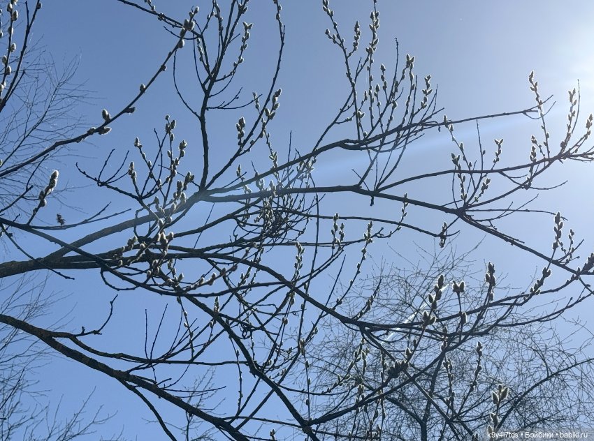 Апрельская Тверь и Агуша | Бэйбики Апрельская Тверь и Агуша — Куклы Latidoll (Лати): BJD (БЖД) (фото 8)