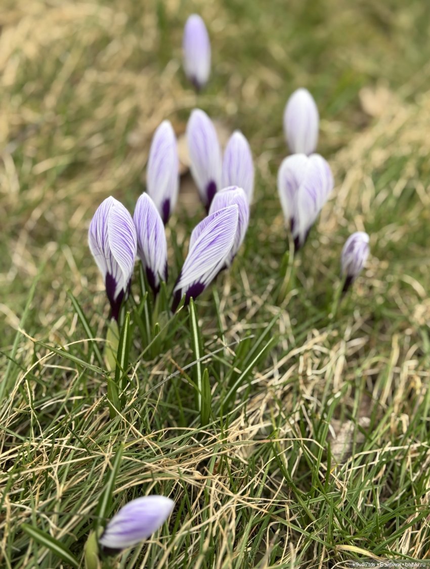 Путешествие во времени через парк (фото 6)