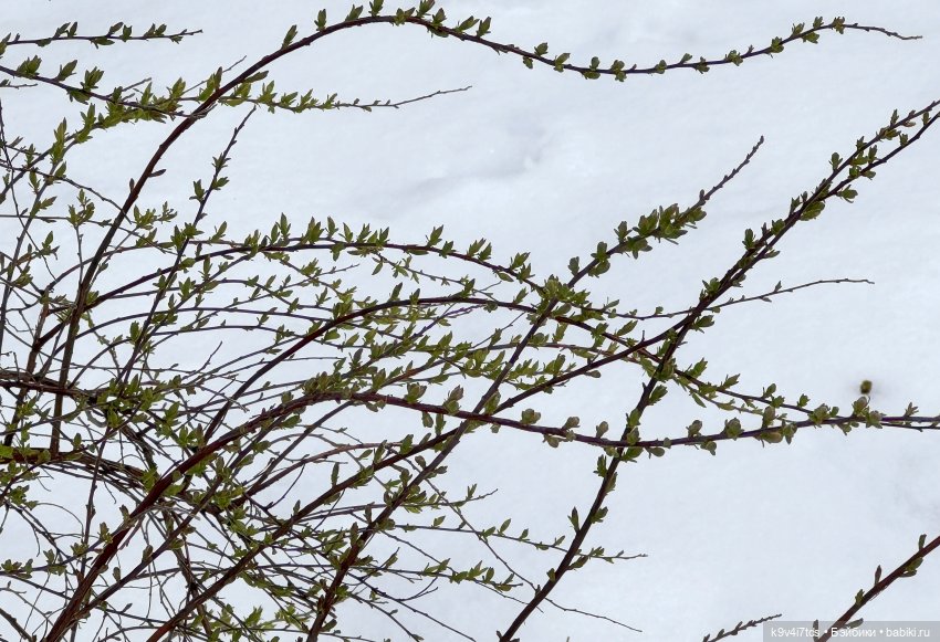 Снежный Апрель | Бэйбики Снежный Апрель — Куклы Latidoll (Лати): BJD (БЖД)