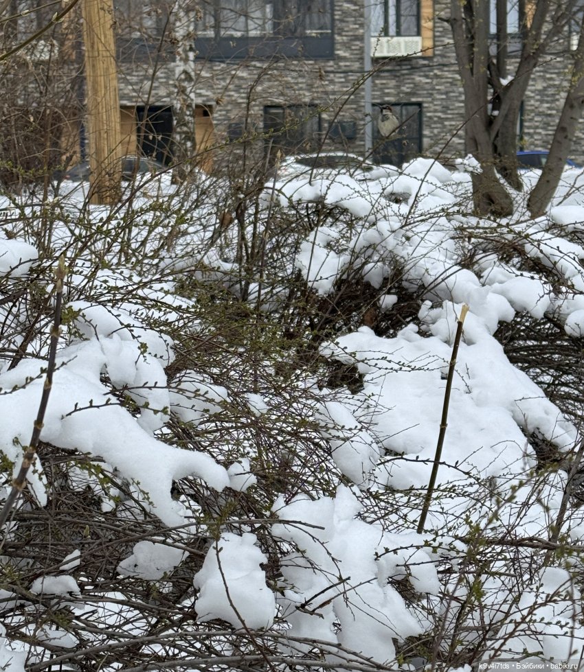 Снежный Апрель | Бэйбики Снежный Апрель — Куклы Latidoll (Лати): BJD (БЖД)