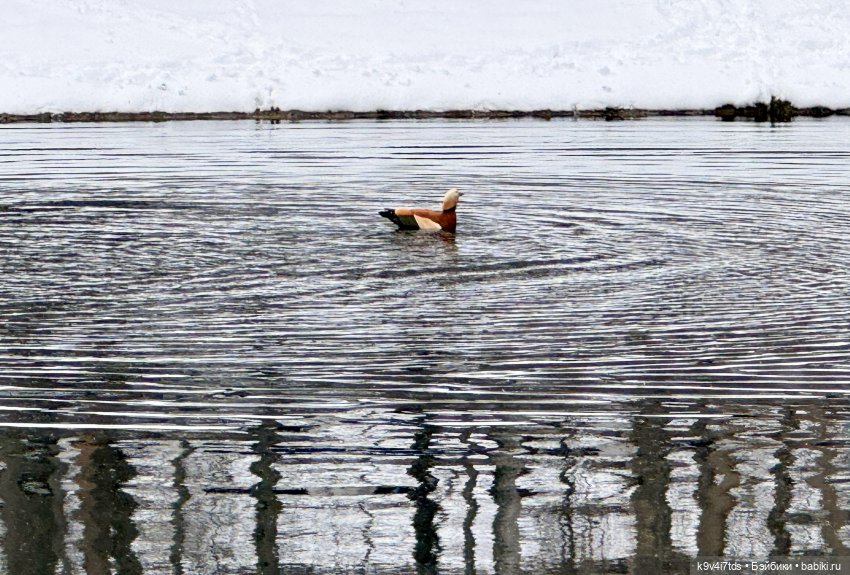 Снежный Апрель | Бэйбики Снежный Апрель — Куклы Latidoll (Лати): BJD (БЖД) (фото 10)