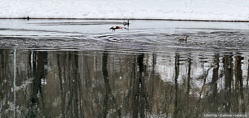 Снежный Апрель | Бэйбики Снежный Апрель — Куклы Latidoll (Лати): BJD (БЖД) (фото 9)