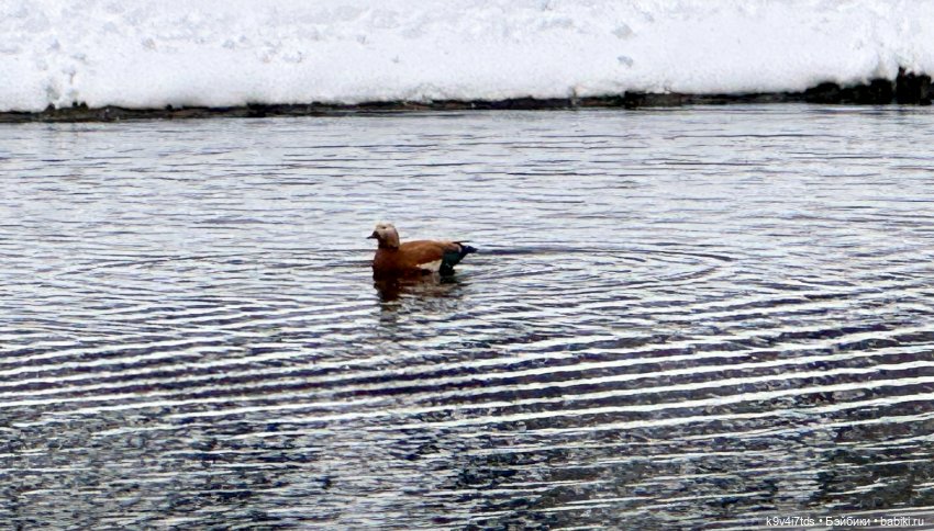 Снежный Апрель | Бэйбики Снежный Апрель — Куклы Latidoll (Лати): BJD (БЖД)