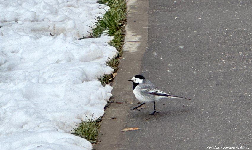 Снежный Апрель | Бэйбики Снежный Апрель — Куклы Latidoll (Лати): BJD (БЖД)
