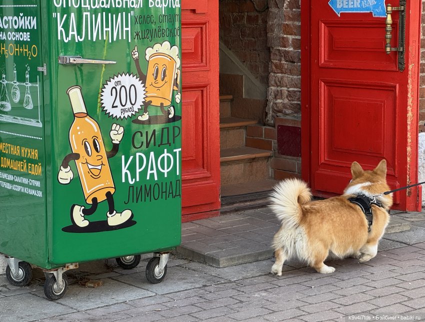 Агуша и котик Феликс гуляют по Твери | Бэйбики Агуша и котик Феликс гуляют по Твери (фото 6)