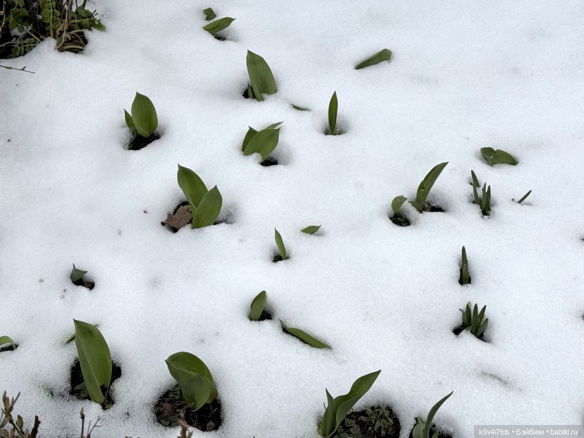 Агуша и котик Феликс гуляют по Твери, продолжение | Бэйбики Агуша и котик Феликс гуляют по Твери, продолжение