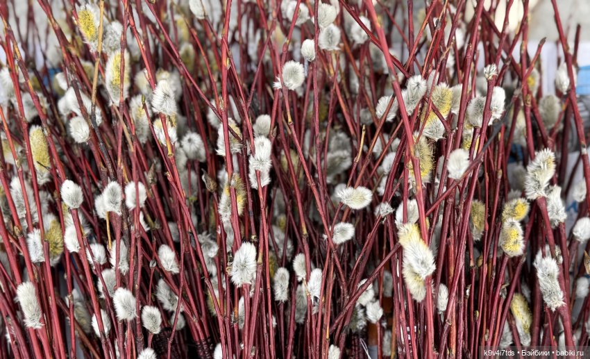 Агуша и котик Феликс гуляют по Твери, продолжение | Бэйбики Агуша и котик Феликс гуляют по Твери, продолжение