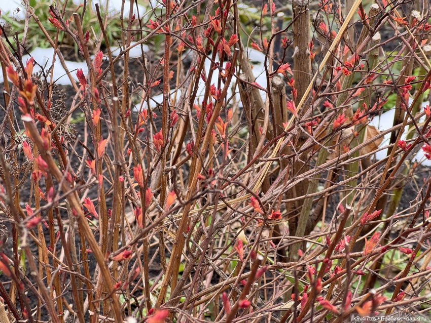 Агуша и котик Феликс гуляют по Твери, продолжение | Бэйбики Агуша и котик Феликс гуляют по Твери, продолжение