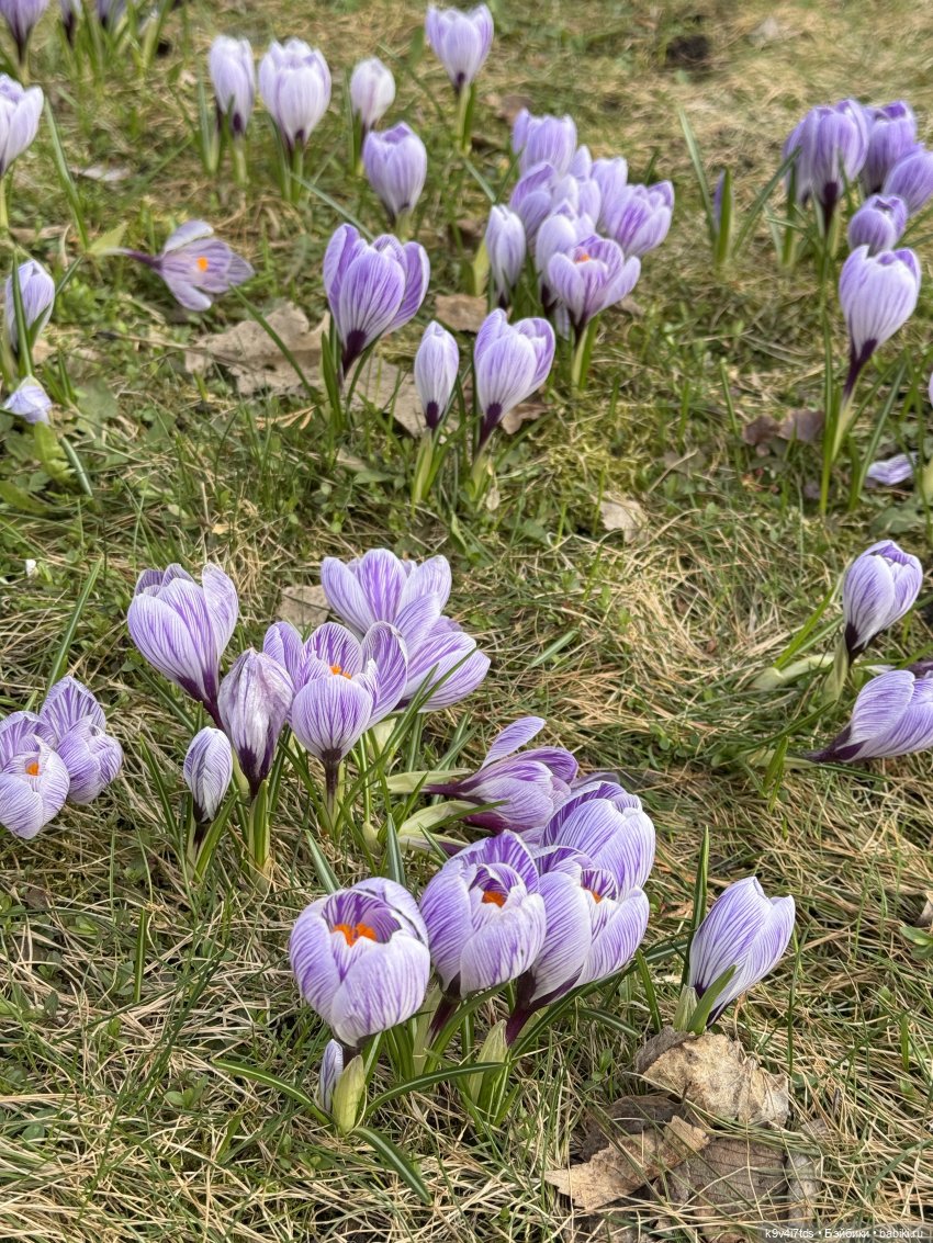 Агуша и котик Феликс гуляют по Твери, продолжение | Бэйбики Агуша и котик Феликс гуляют по Твери, продолжение (фото 3)