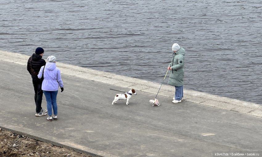 Агуша и котик Феликс гуляют по Твери, продолжение | Бэйбики Агуша и котик Феликс гуляют по Твери, продолжение