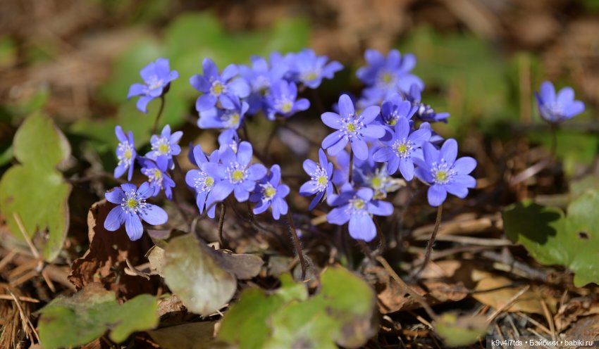 Апрельская сказка-быль | Бэйбики Апрельская сказка-быль — Куклы Latidoll (Лати): BJD (БЖД) (фото 4)