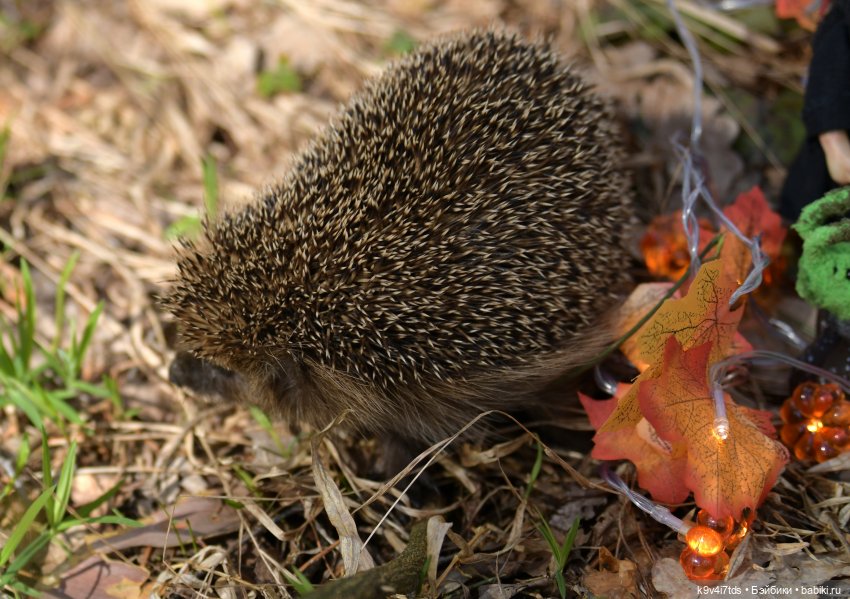 Апрельская сказка-быль | Бэйбики Апрельская сказка-быль — Куклы Latidoll (Лати): BJD (БЖД)