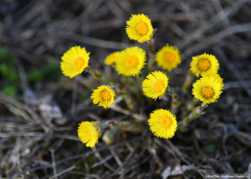Апрельская сказка-быль | Бэйбики Апрельская сказка-быль — Куклы Latidoll (Лати): BJD (БЖД)