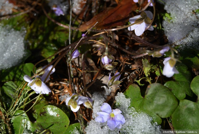 Апрельская сказка-быль | Бэйбики Апрельская сказка-быль — Куклы Latidoll (Лати): BJD (БЖД)