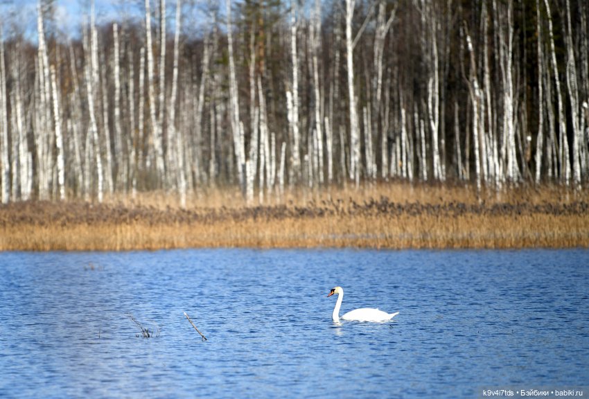 Апрельская сказка-быль | Бэйбики Апрельская сказка-быль — Куклы Latidoll (Лати): BJD (БЖД)