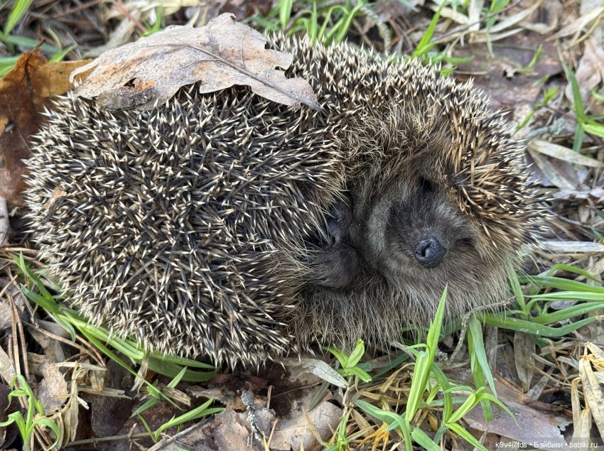 Апрельская сказка-быль | Бэйбики Апрельская сказка-быль — Куклы Latidoll (Лати): BJD (БЖД)