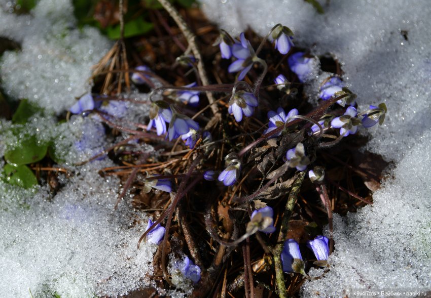 Апрельская сказка-быль | Бэйбики Апрельская сказка-быль — Куклы Latidoll (Лати): BJD (БЖД)