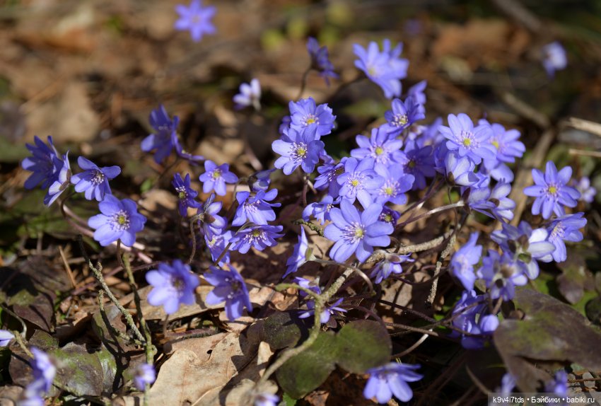 Апрельская сказка-быль | Бэйбики Апрельская сказка-быль — Куклы Latidoll (Лати): BJD (БЖД)