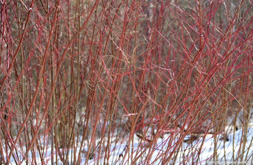 Апрельская сказка-быль | Бэйбики Апрельская сказка-быль — Куклы Latidoll (Лати): BJD (БЖД)