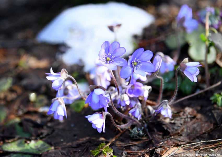 Апрельская сказка-быль | Бэйбики Апрельская сказка-быль — Куклы Latidoll (Лати): BJD (БЖД)