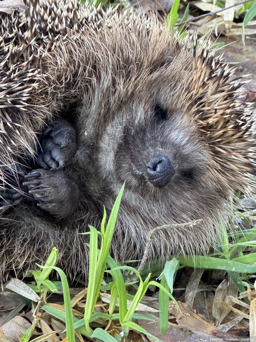 Апрельская сказка-быль | Бэйбики Апрельская сказка-быль — Куклы Latidoll (Лати): BJD (БЖД)