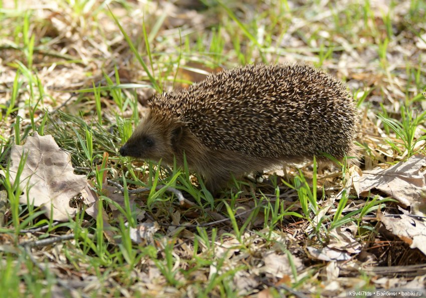 Апрельская сказка-быль | Бэйбики Апрельская сказка-быль — Куклы Latidoll (Лати): BJD (БЖД)