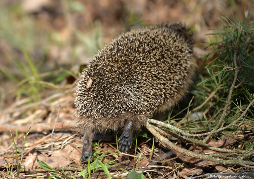 Апрельская сказка-быль | Бэйбики Апрельская сказка-быль — Куклы Latidoll (Лати): BJD (БЖД)