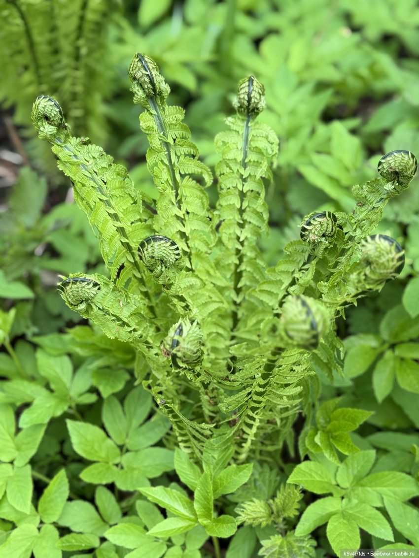 Первая прогулка Элис — Куклы Dianna Effner (Эффнер) из винила: Little Darling