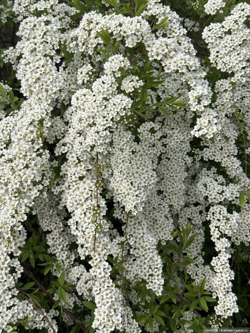 Первая прогулка Элис — Куклы Dianna Effner (Эффнер) из винила: Little Darling (фото 3)