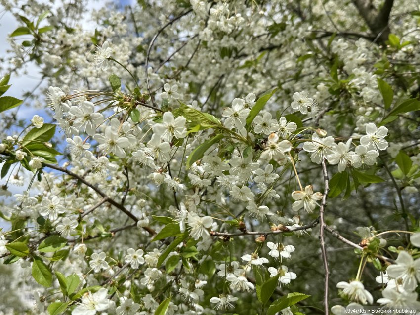 Первая прогулка Элис — Куклы Dianna Effner (Эффнер) из винила: Little Darling (фото 2)