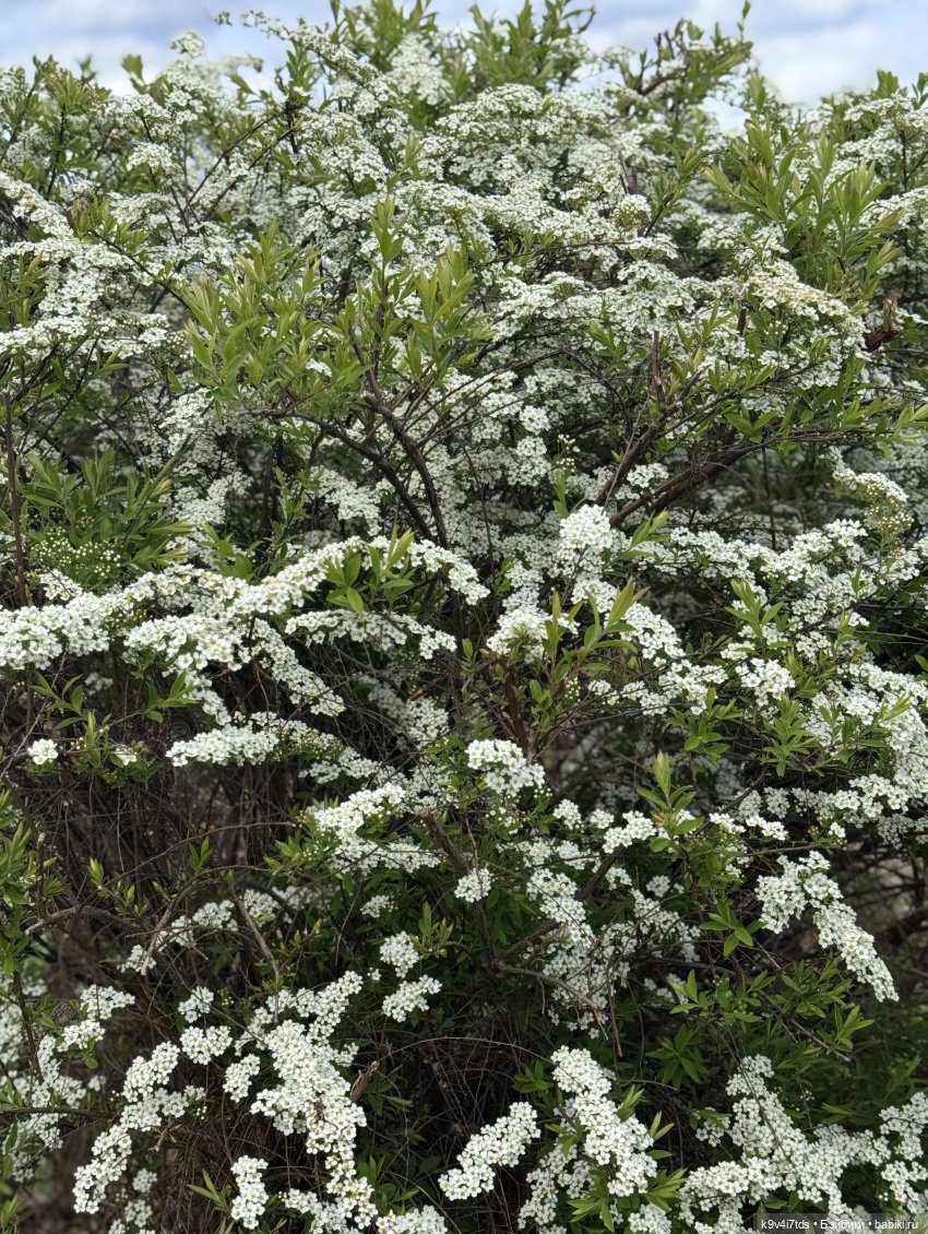 Первая прогулка Элис — Куклы Dianna Effner (Эффнер) из винила: Little Darling (фото 8)